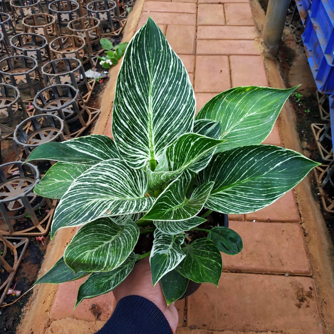 Philodendron �Birkin� Large Nursery Buy