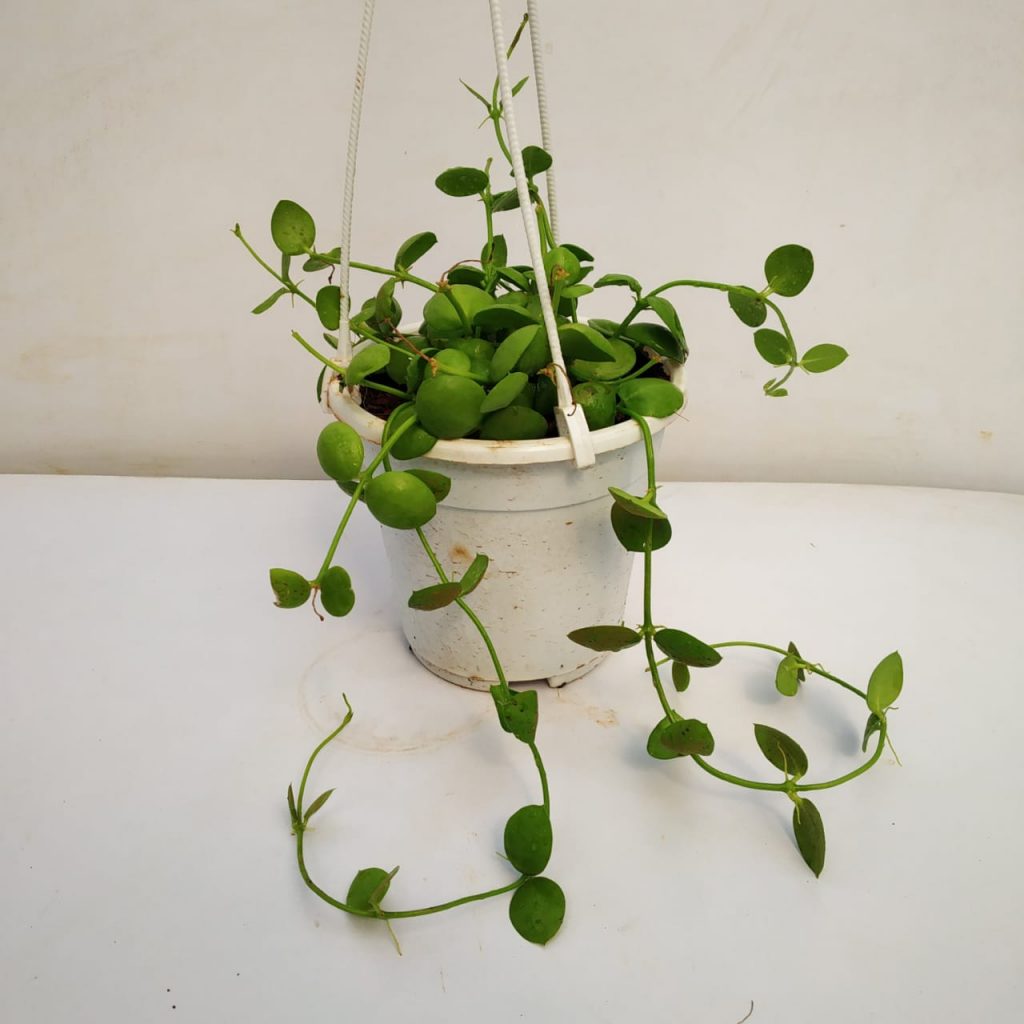 Dischidia ImbricataDischidia Imbricata - NurseryBuy