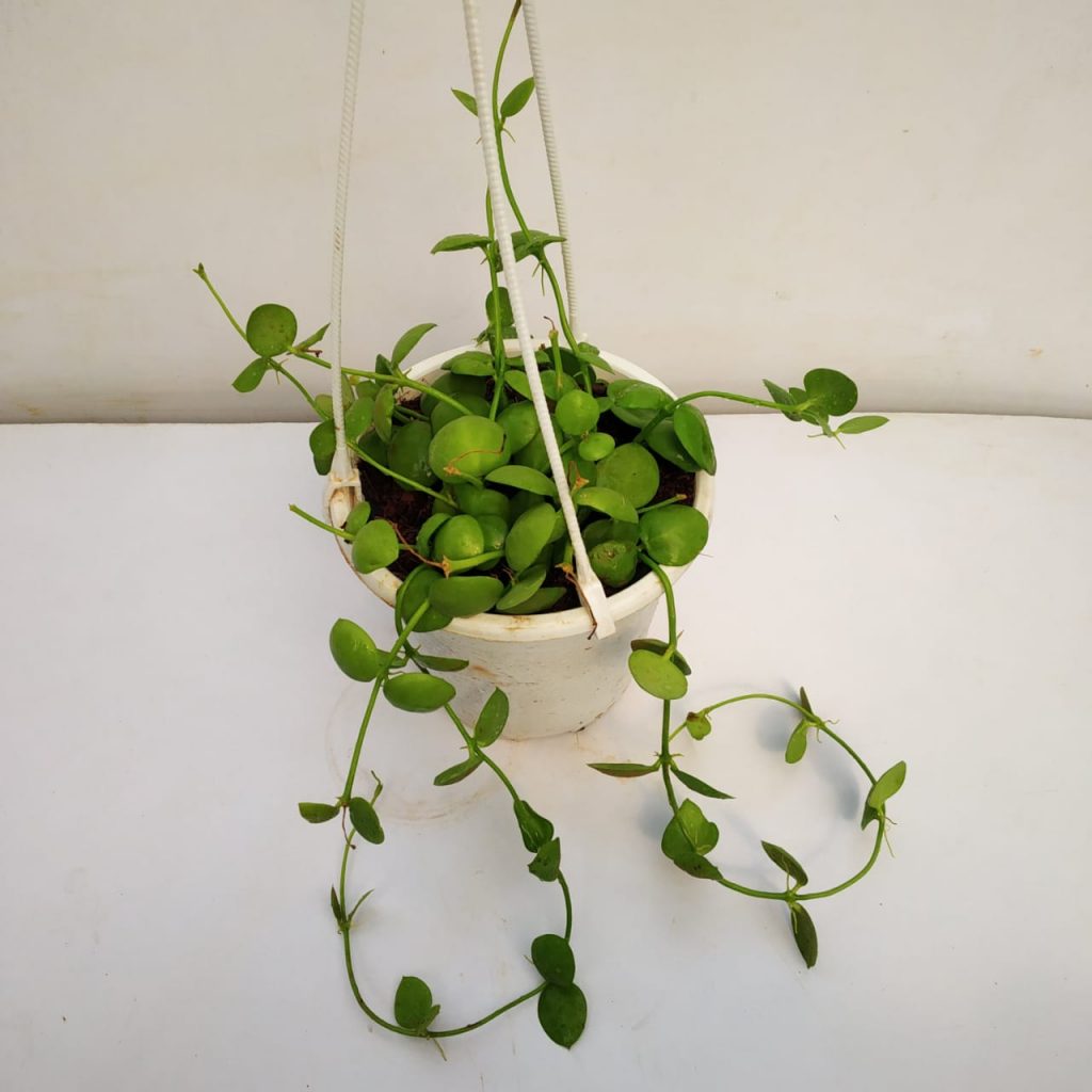 Dischidia ImbricataDischidia Imbricata - NurseryBuy