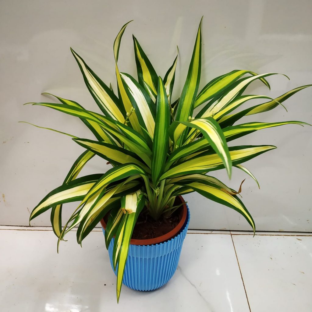 Pandanus Golden Spider Plant NurseryBuy