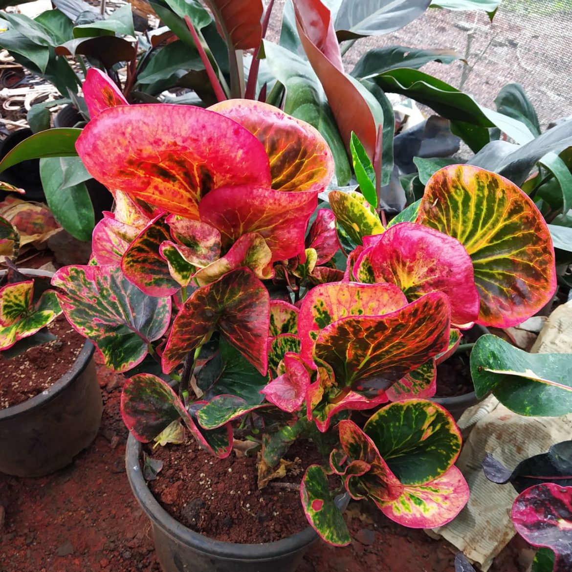 Croton Apple Leaf - NurseryBuy