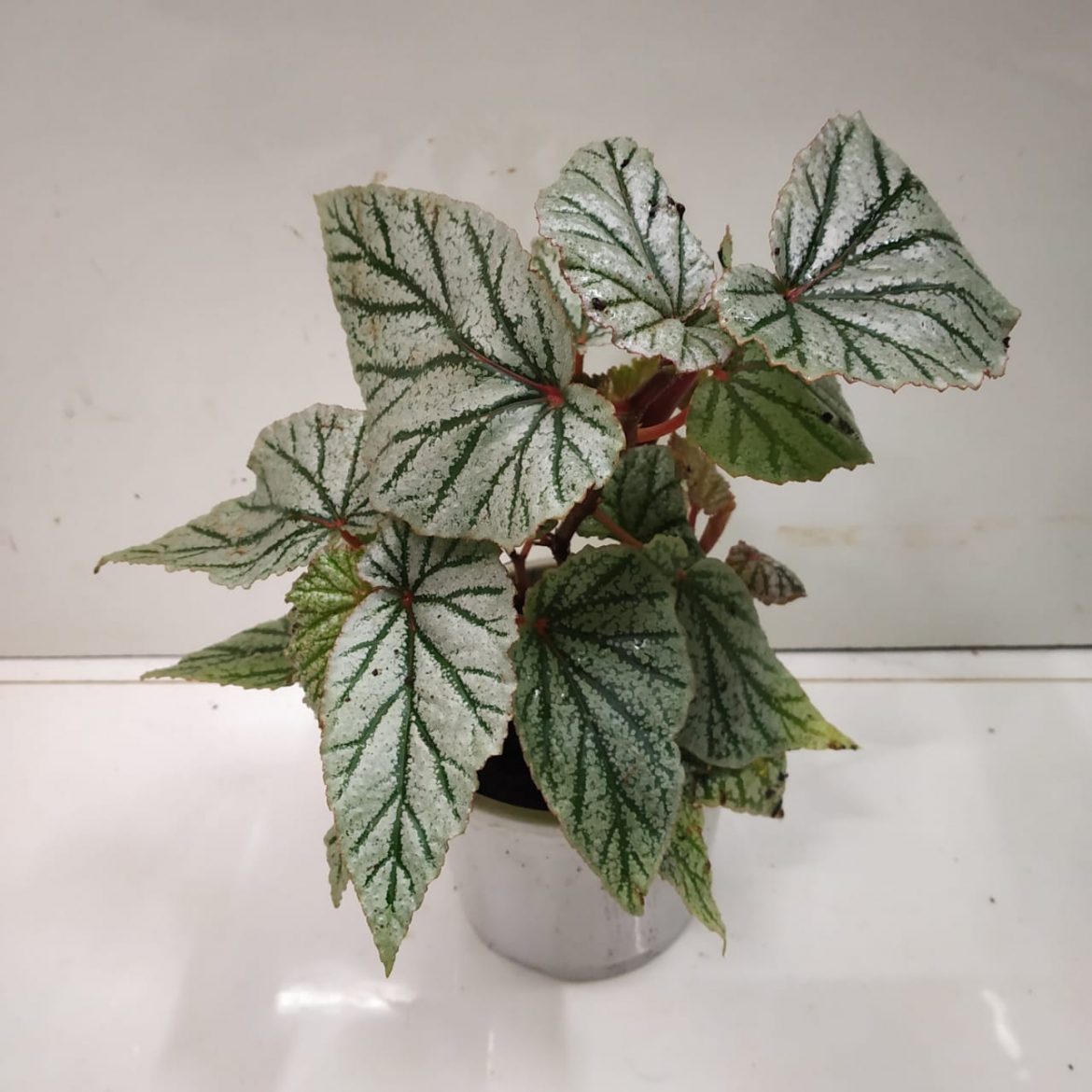 Begonia 