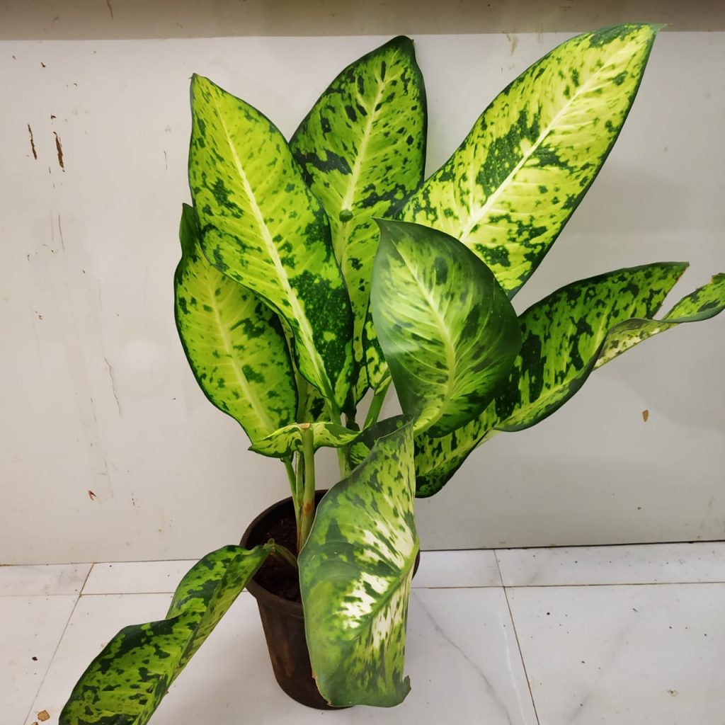 Dieffenbachia Maculata 