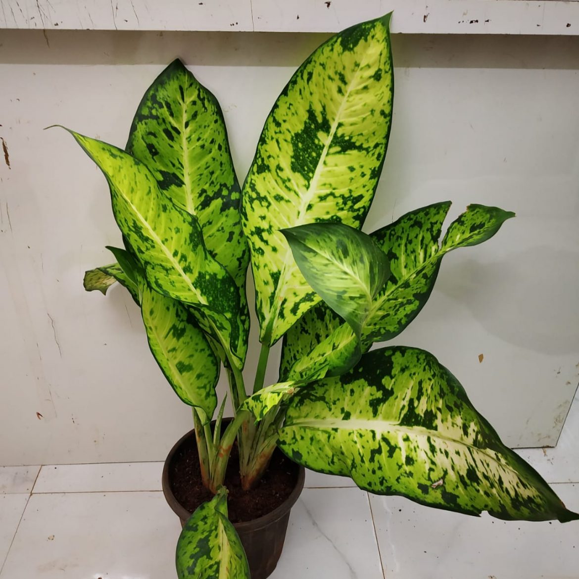 Dieffenbachia Maculata "Exotica" NurseryBuy