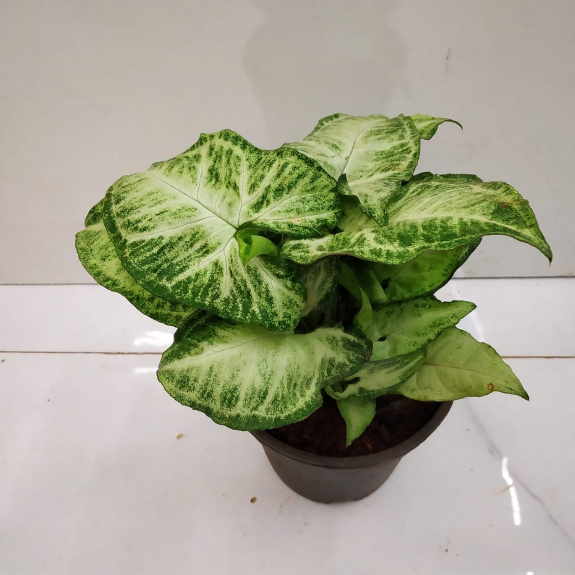 Syngonium Podophyllum ‘Glo Go’ - NurseryBuy