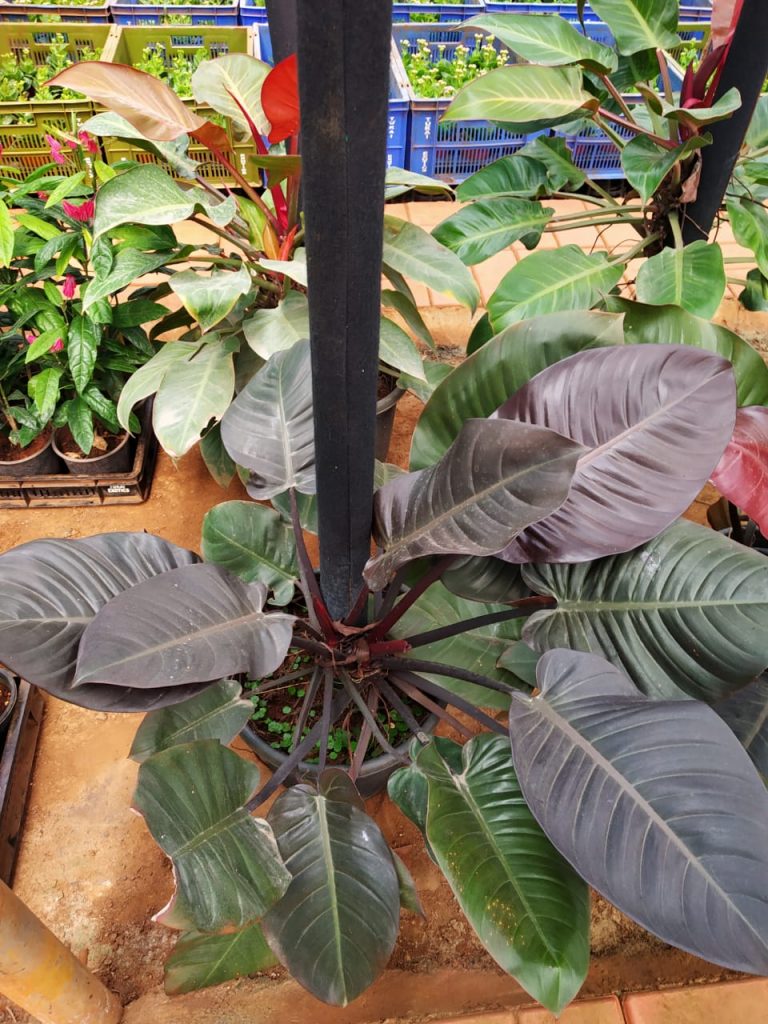 Philodendron 'Black Cardinal' Large NurseryBuy