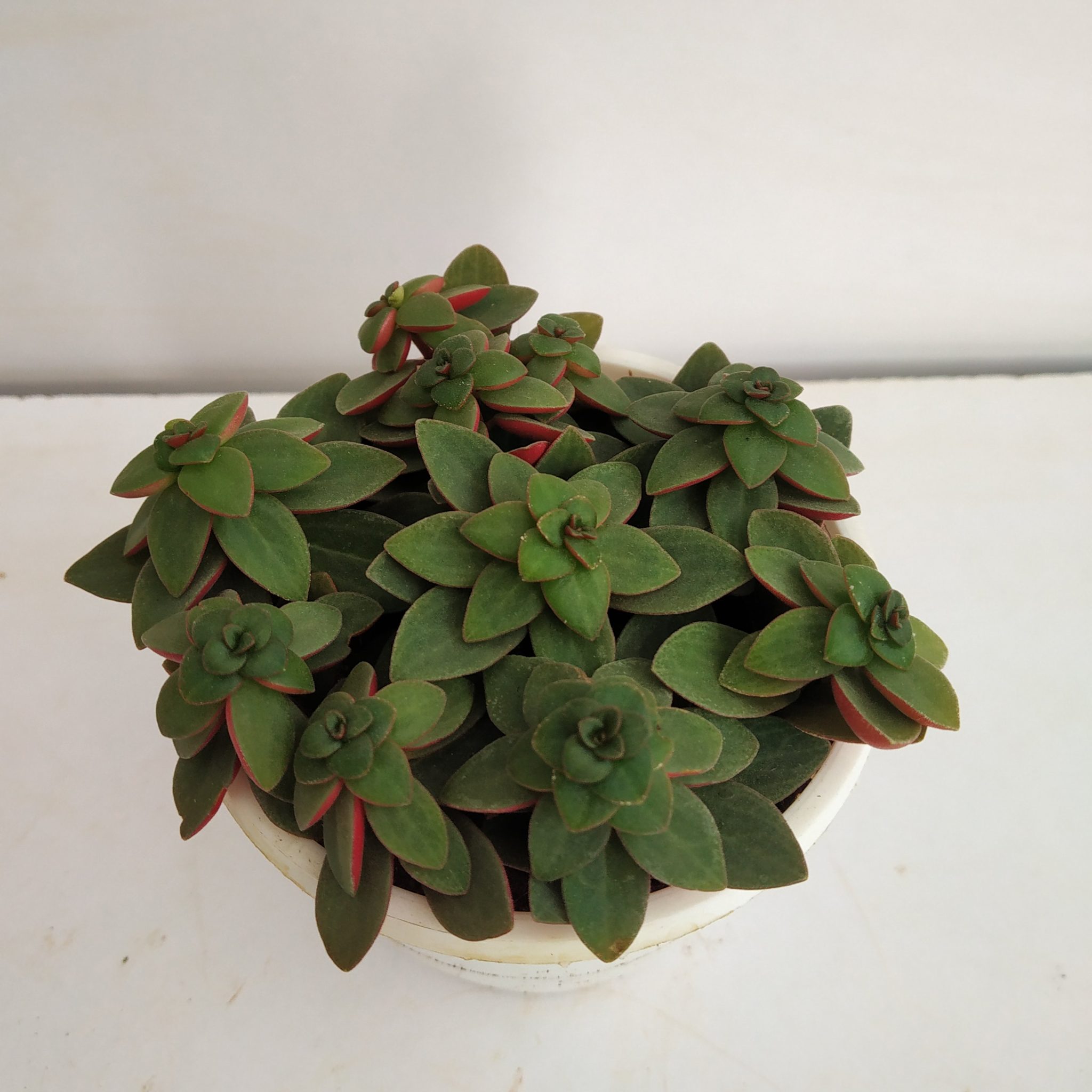 Peperomia Verticillata Red Log Nurserybuy