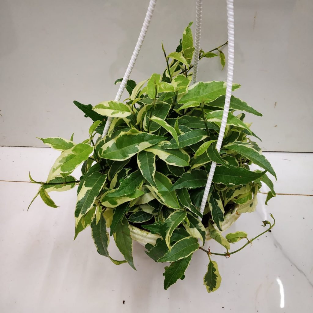 Ficus Radicans Variegata, Ficus Sagittata - NurseryBuy