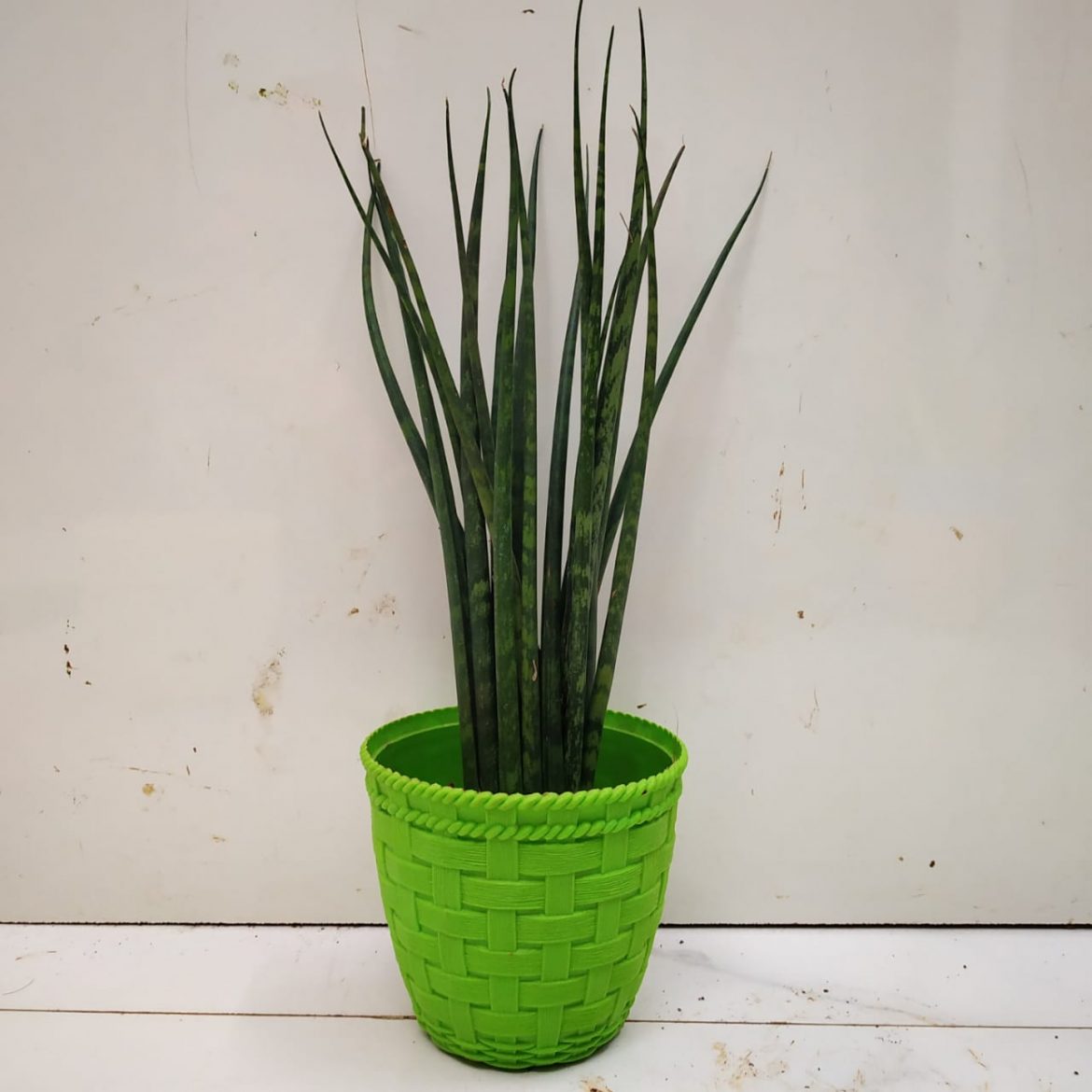 Sansevieria Bacularis Nurserybuy 