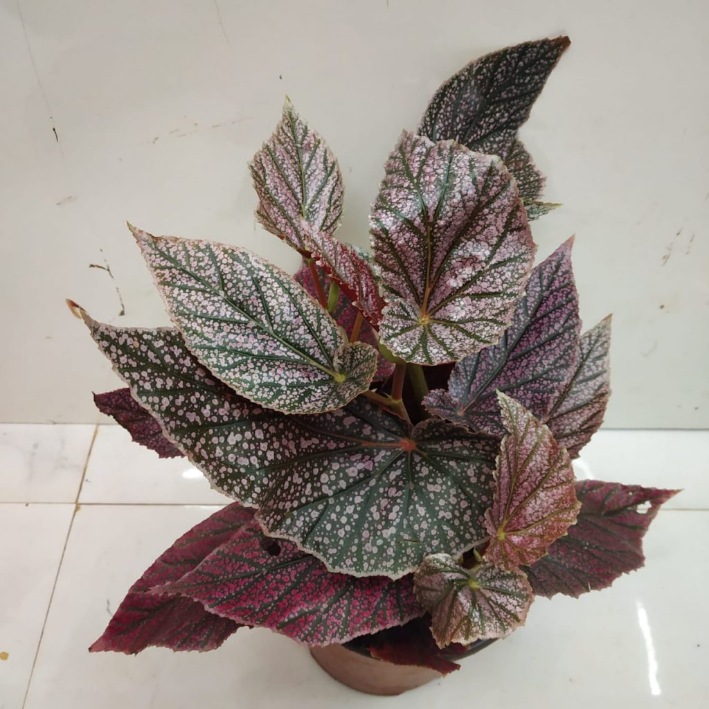 Cane Begonia 'Maurice Amey' - Nursery Buy