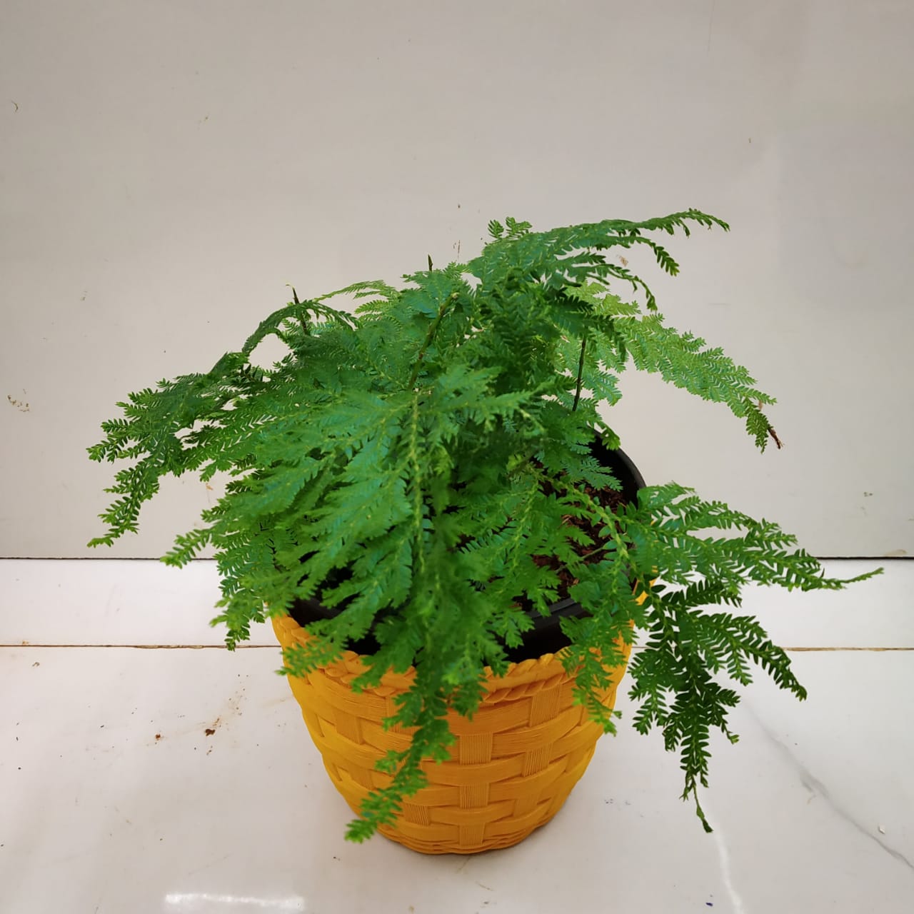 Peacock Fern (Selaginella Willdenowii) Nursery Buy