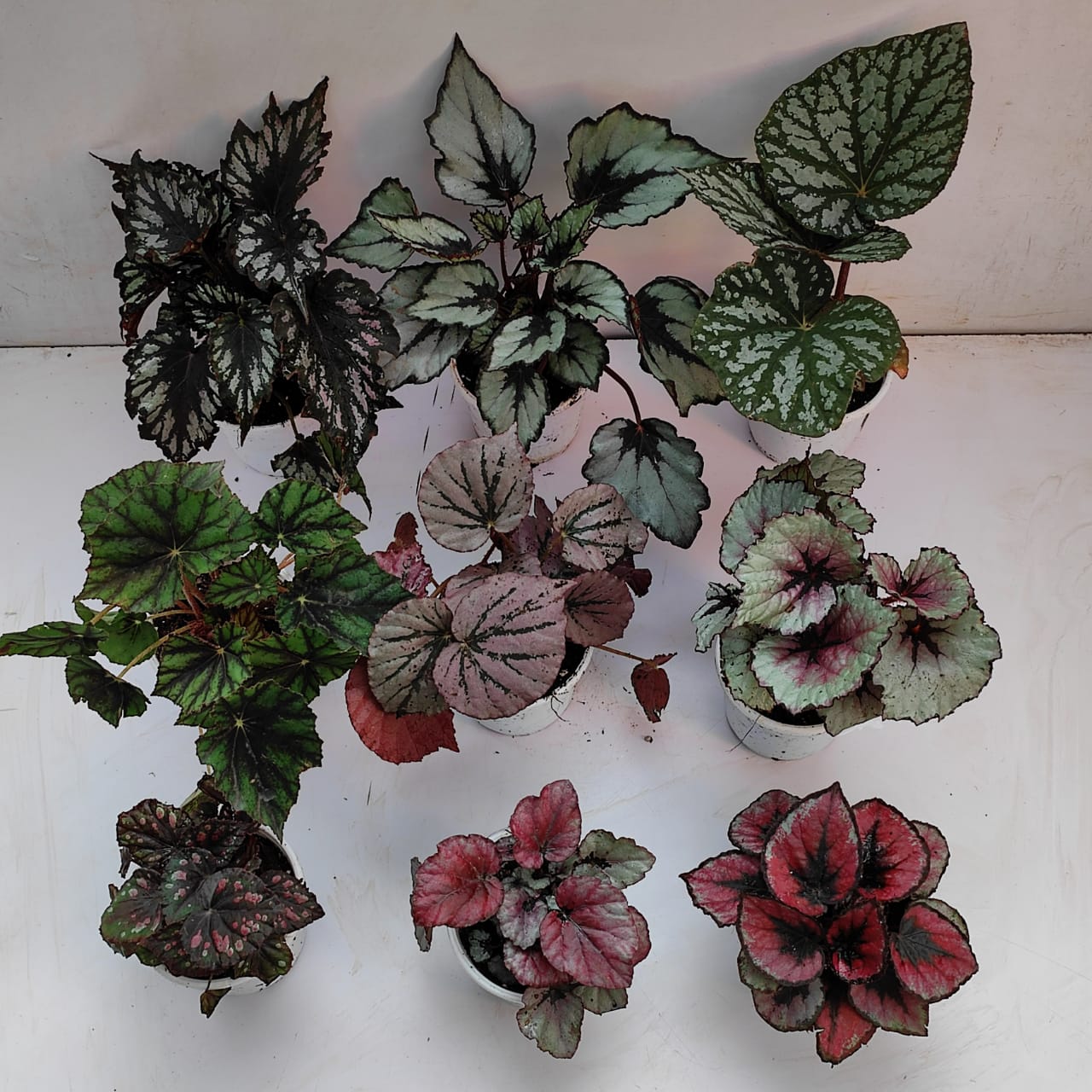 Rex Begonia Nueve Combo Nursery Buy