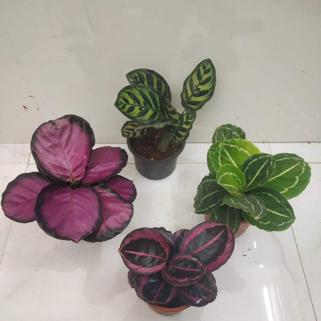 Set of 4 Rare Calatheas - NurseryBuy