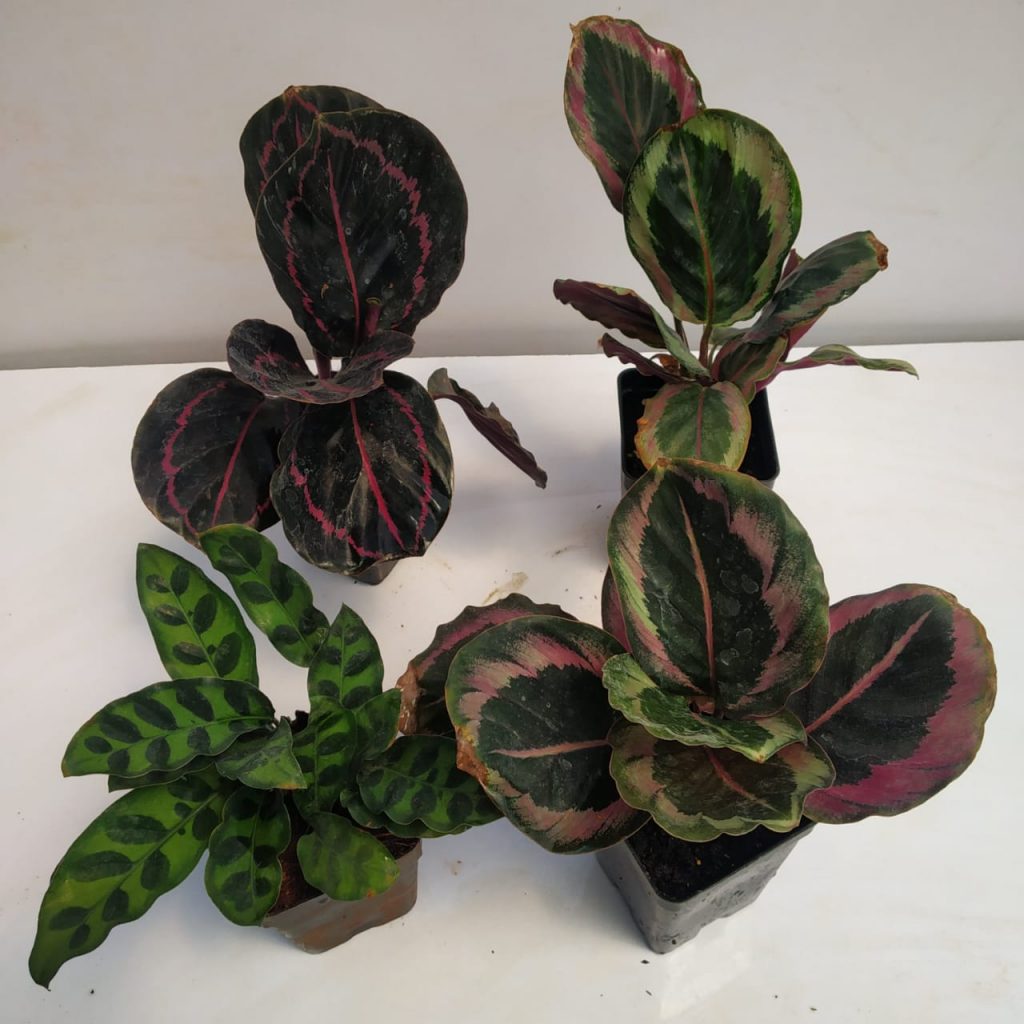 Set of 4 Mini Calatheas - NurseryBuy