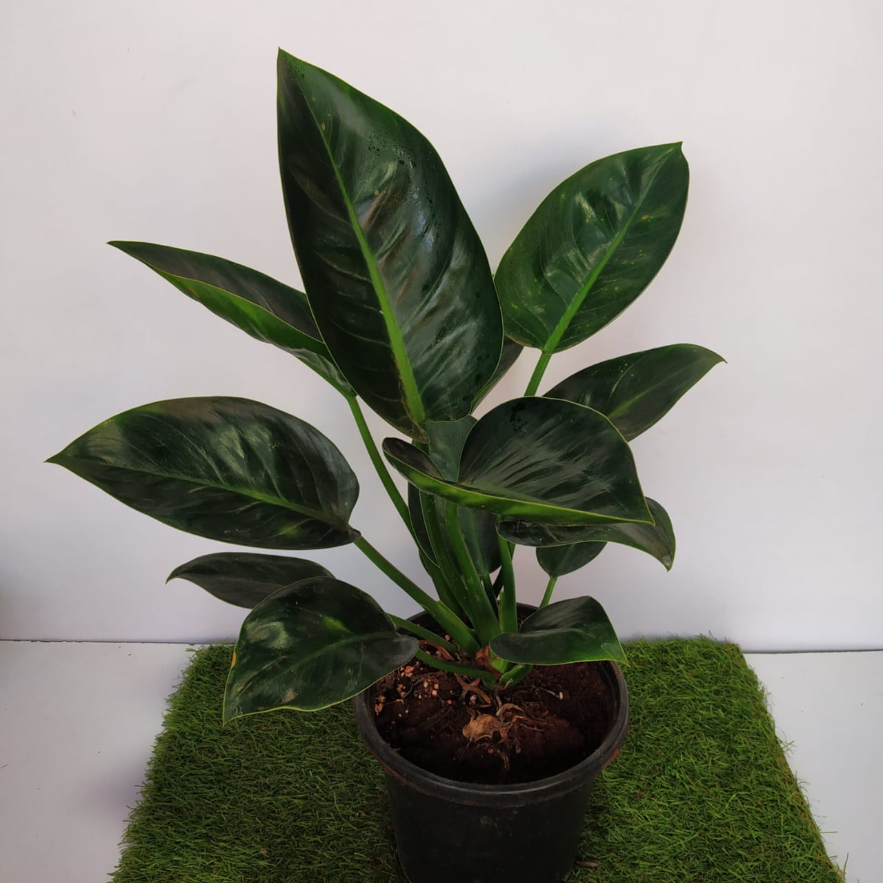Philodendron Green Congo Large Nursery Buy
