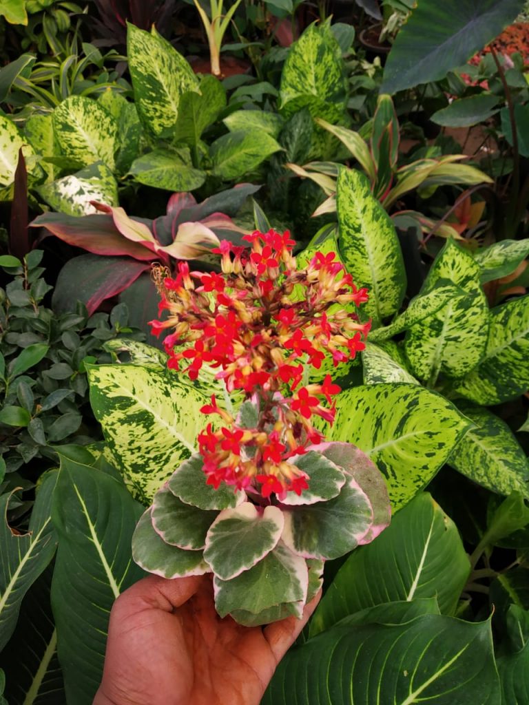 Kalanchoe 'Blossfeldiana Variegata' NurseryBuy