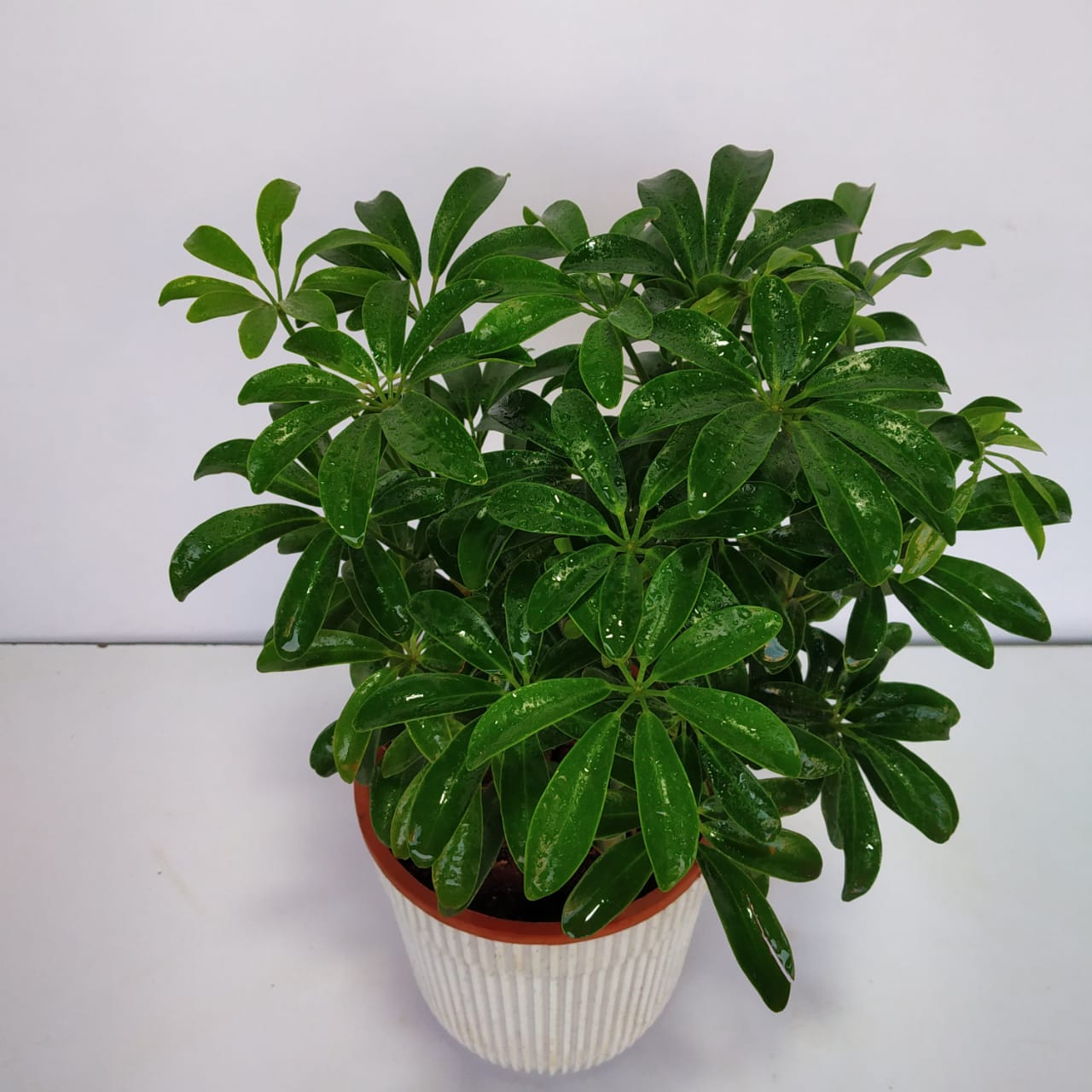 Schefflera arboricola ‘Mini Green' - Dwarf Umbrella Tree - NurseryBuy