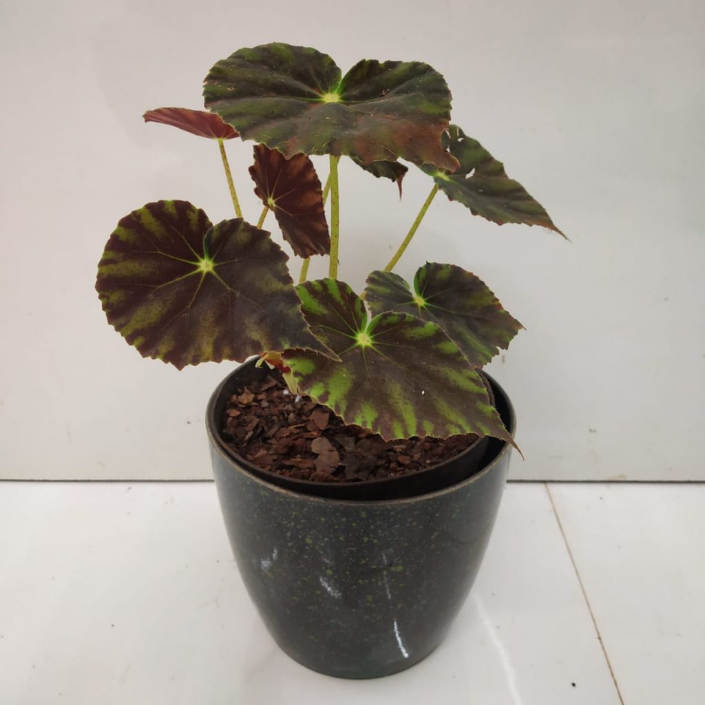Begonia Bowerae "Nigra Magra" NurseryBuy