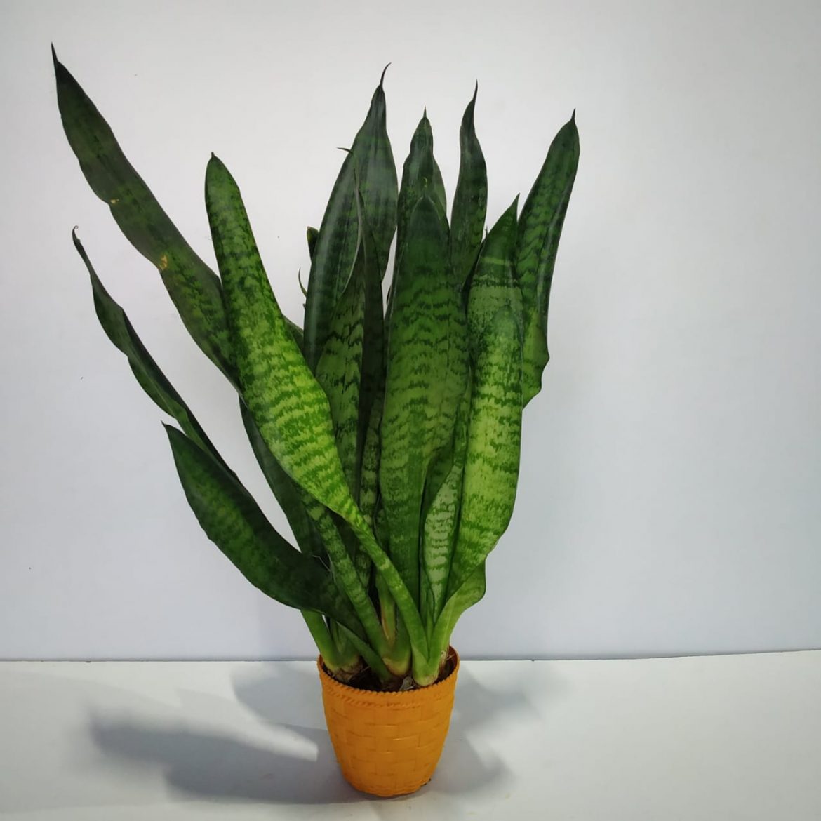 Sansevieria ‘Futura Robusta’ Medium - NurseryBuy