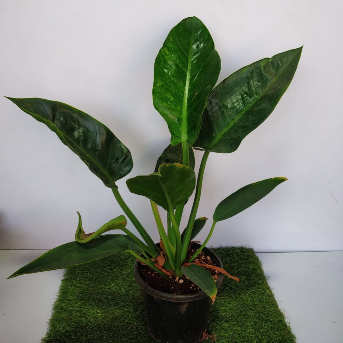 Philodendron Green Congo Variegated NurseryBuy