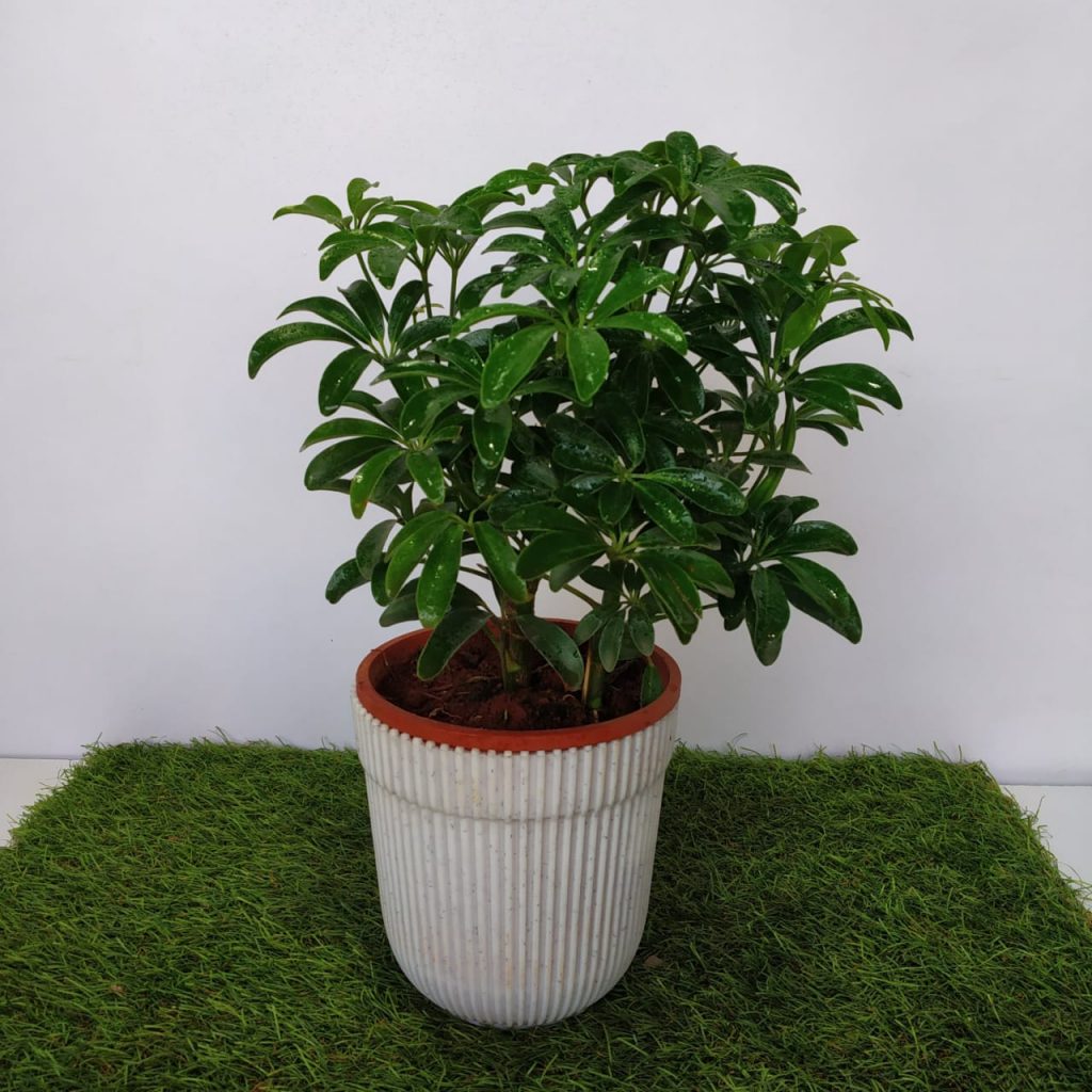 Schefflera arboricola ‘Mini Green' Dwarf Umbrella Tree NurseryBuy