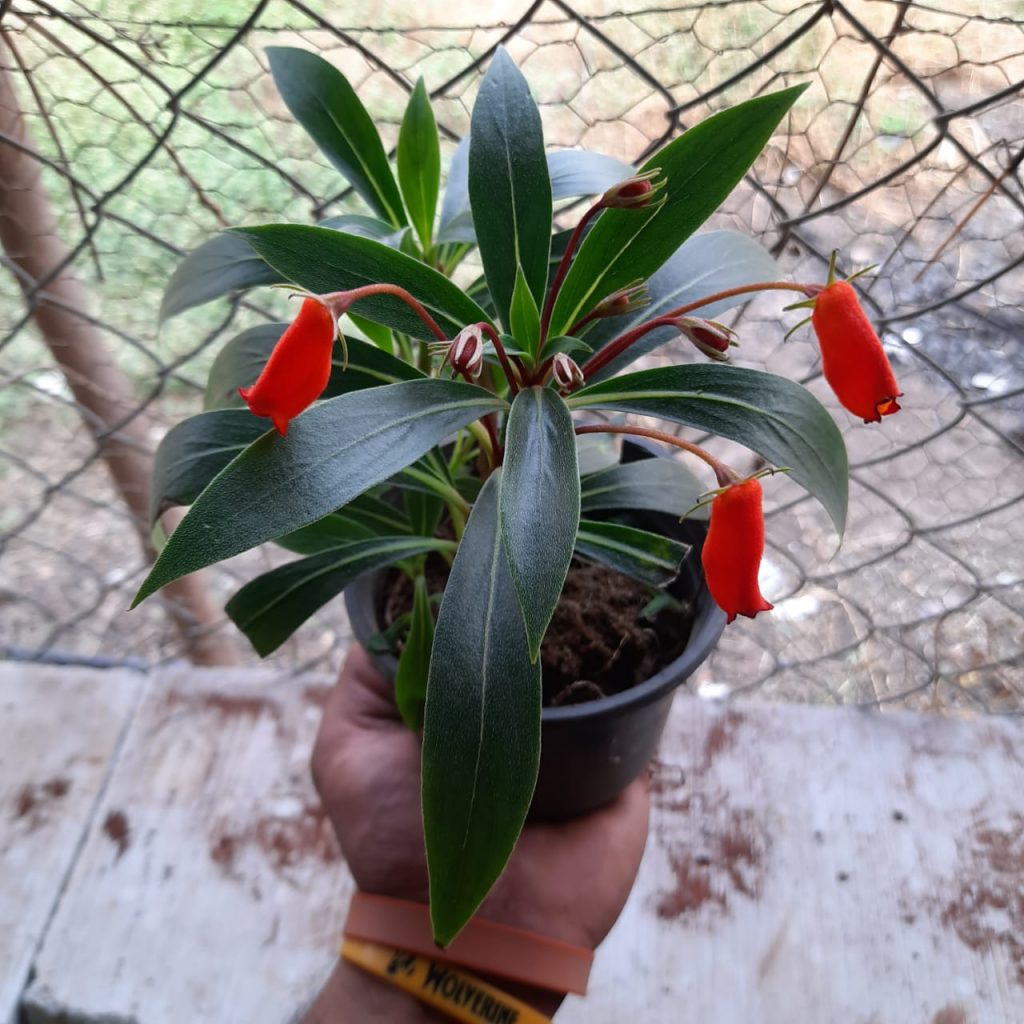 Gloxinia sylvatica 'Bolivian Sunset' NurseryBuy