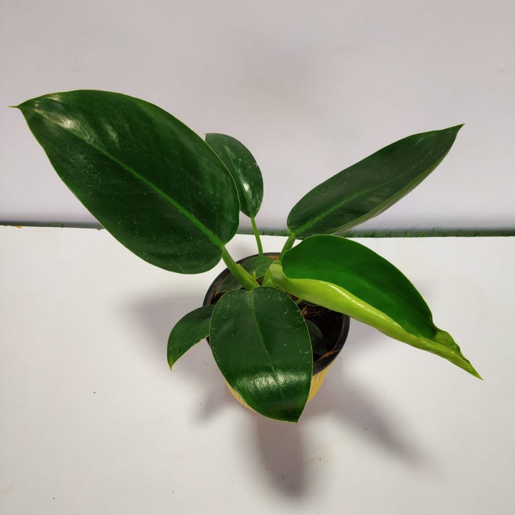 Philodendron Millions - NurseryBuy