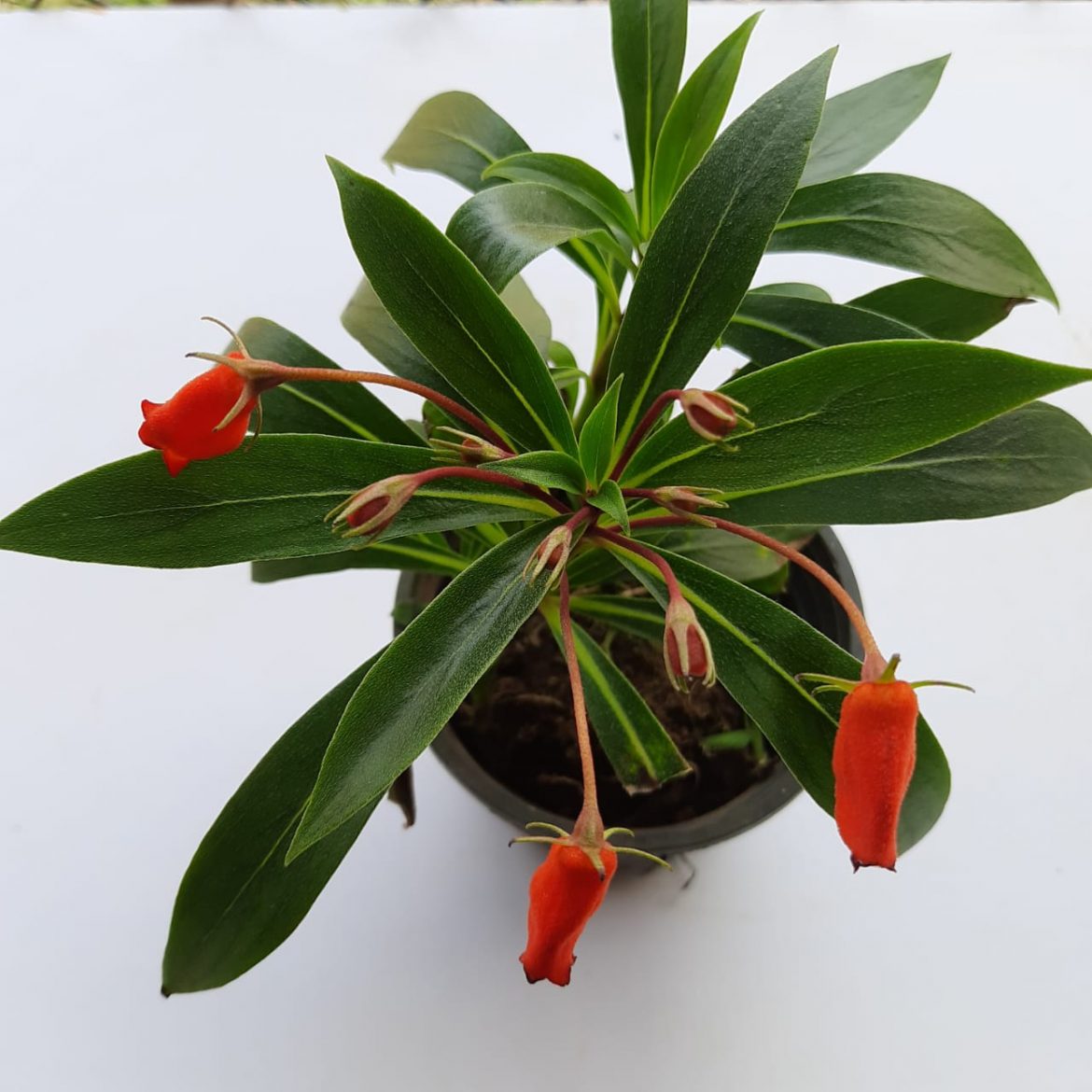 Gloxinia sylvatica 'Bolivian Sunset' NurseryBuy
