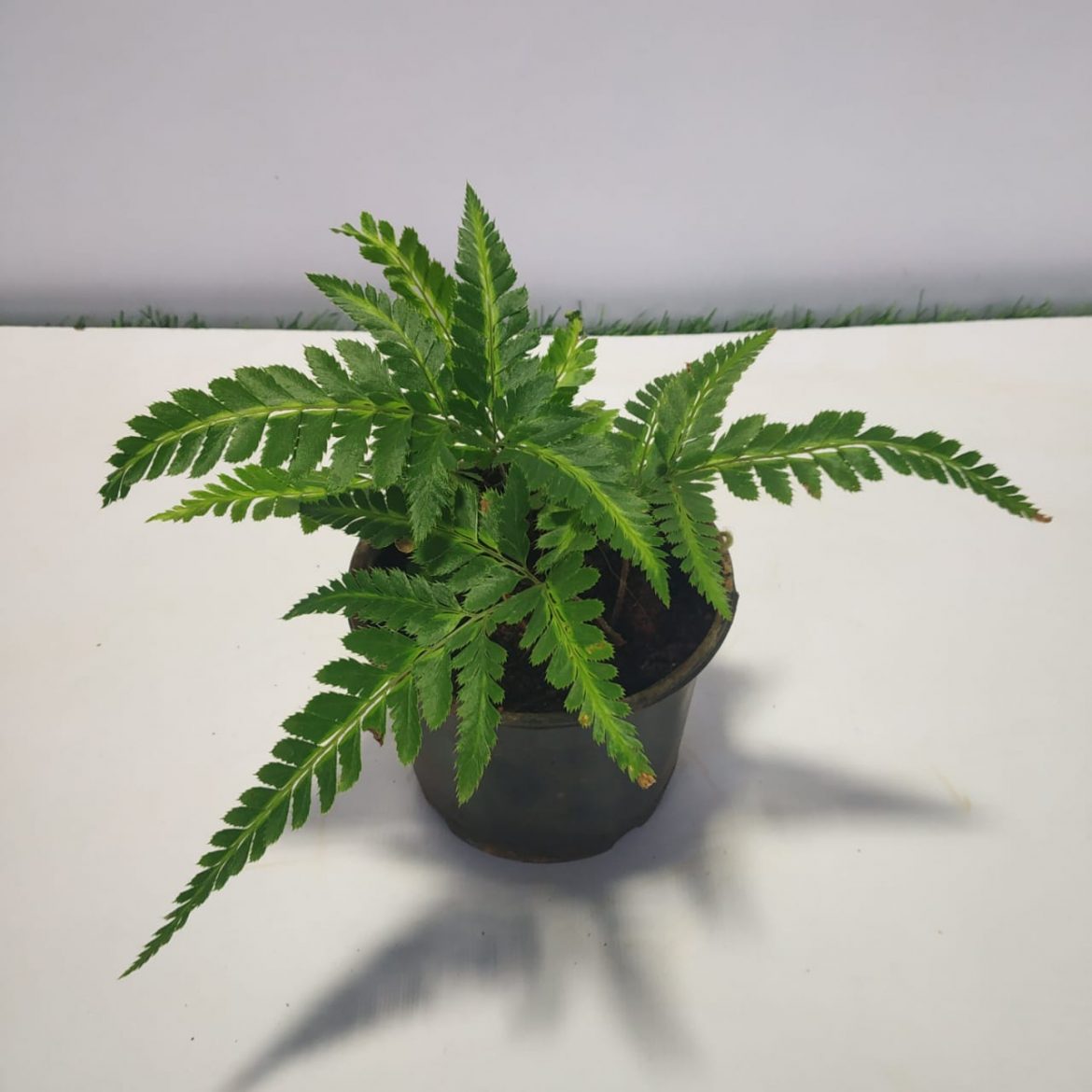 Indian Holly Fern (Arachniodes simplicior 'Variegata') - NurseryBuy