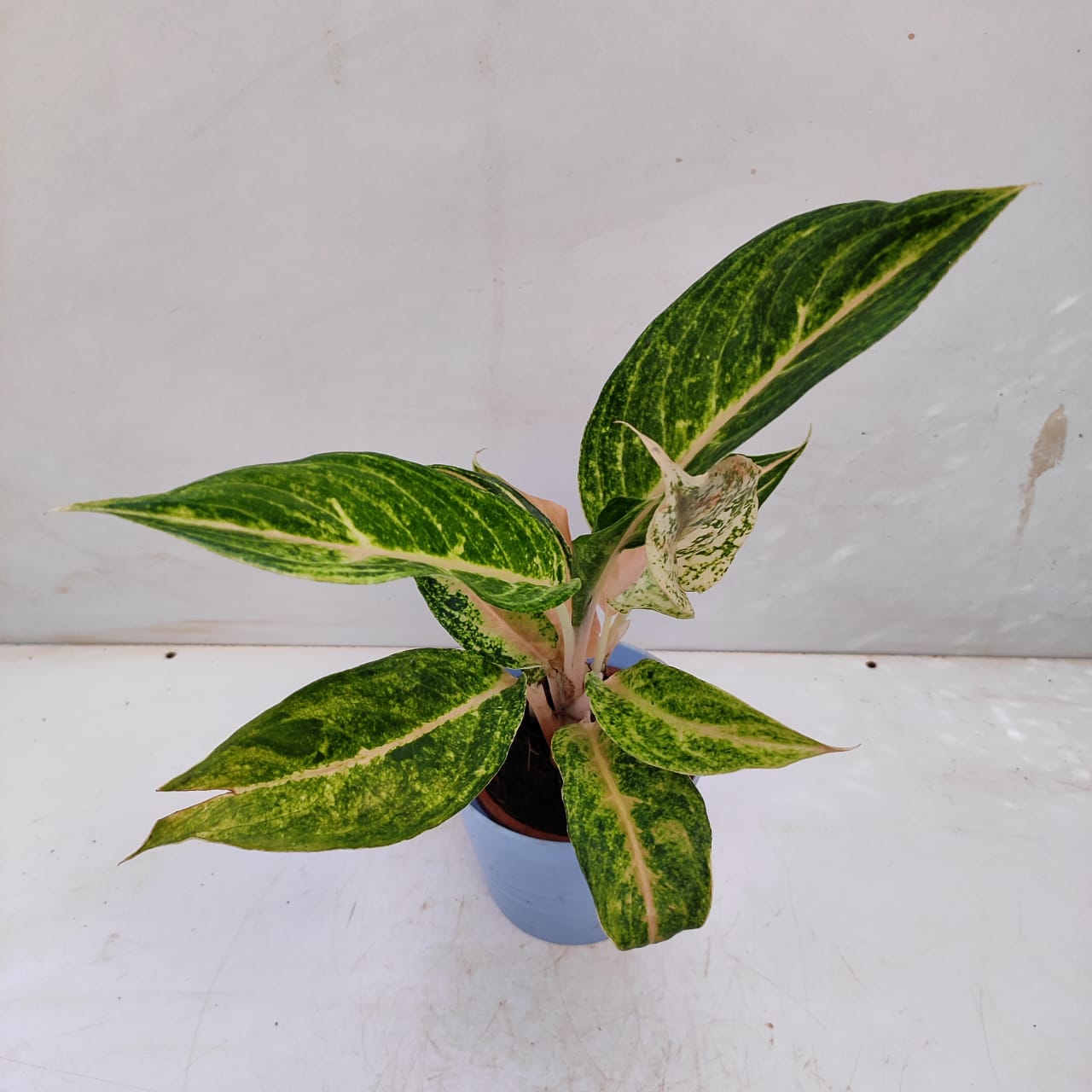 Aglaonema 'Keetisak' - NurseryBuy