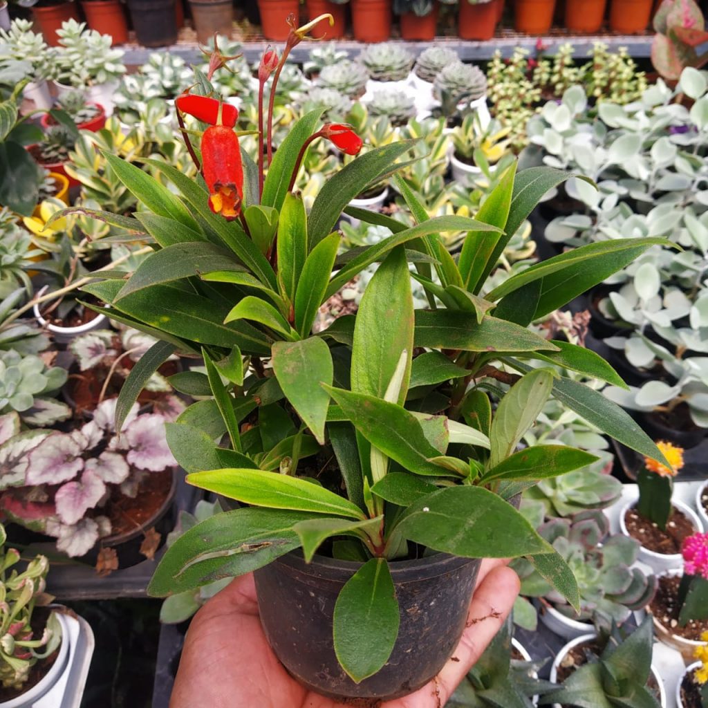 Gloxinia sylvatica 'Bolivian Sunset' NurseryBuy