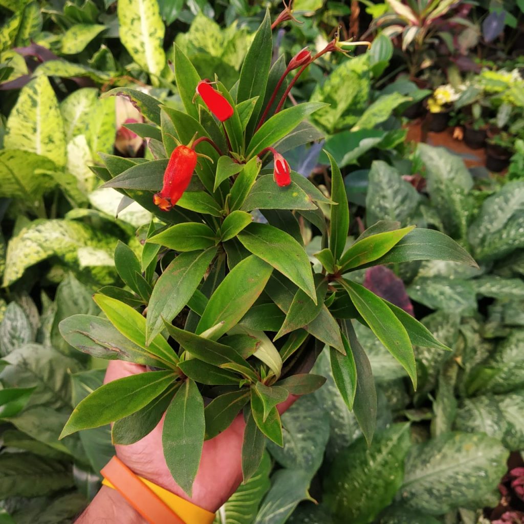 Gloxinia sylvatica 'Bolivian Sunset' NurseryBuy