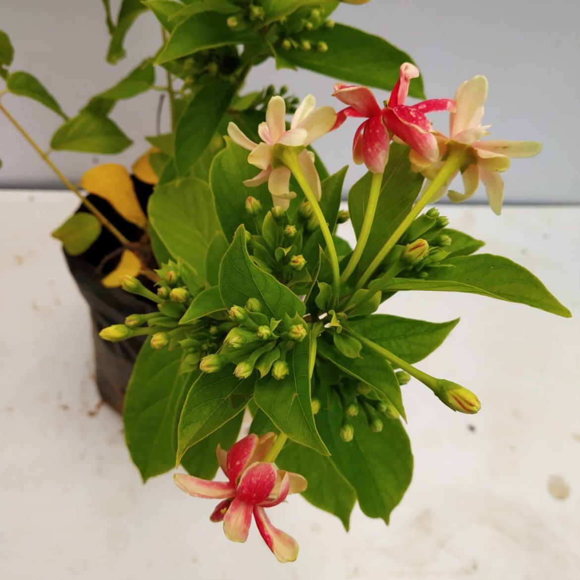 Madhumalti, Rangoon Creeper Plant NurseryBuy