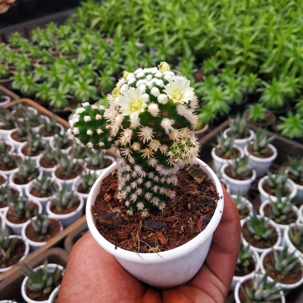 Arizona Snowcap Cactus (Mammillaria Vetula) - NurseryBuy