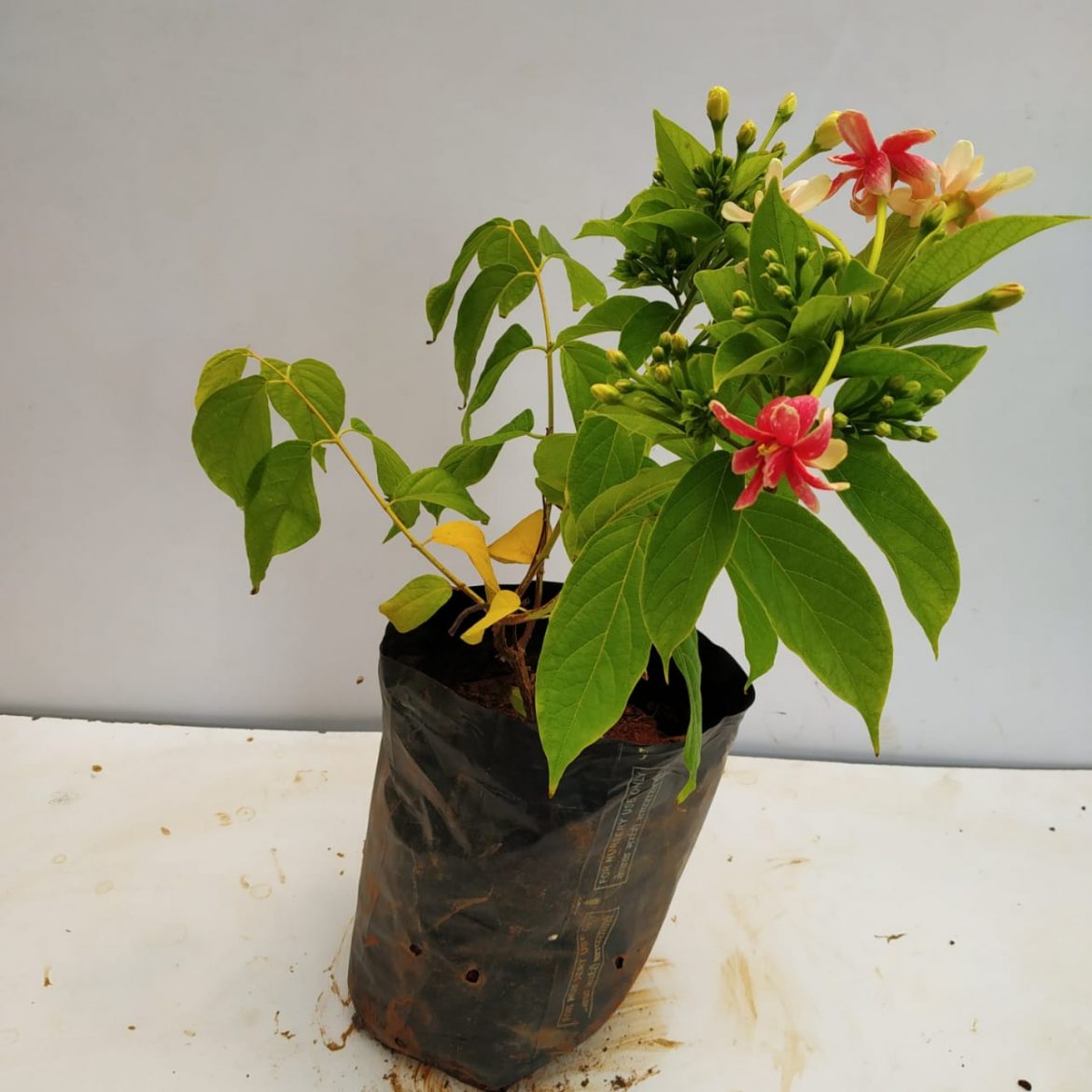 Madhumalti, Rangoon Creeper Plant( Double Petals) NurseryBuy
