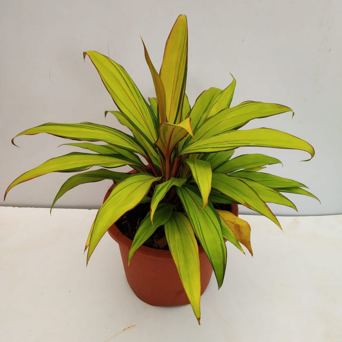 Dracaena Golden Kiwi Plant NurseryBuy