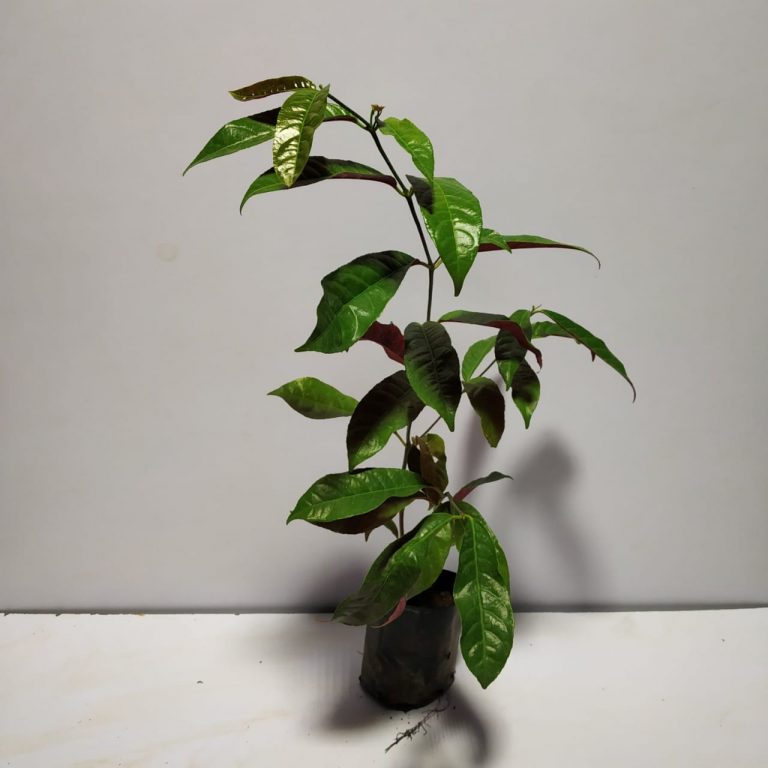 Excoecaria Bicolor - (Laila Majnu) Plant - NurseryBuy