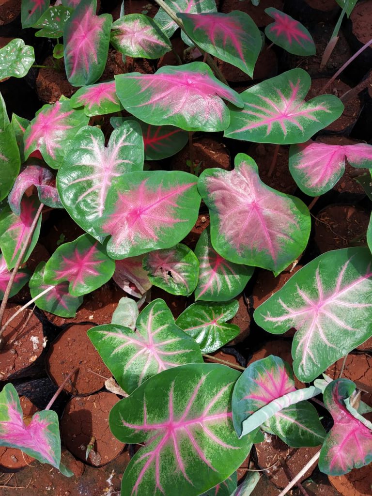 Caladium 'Postman Joyner' Hybrid - Nursery Buy