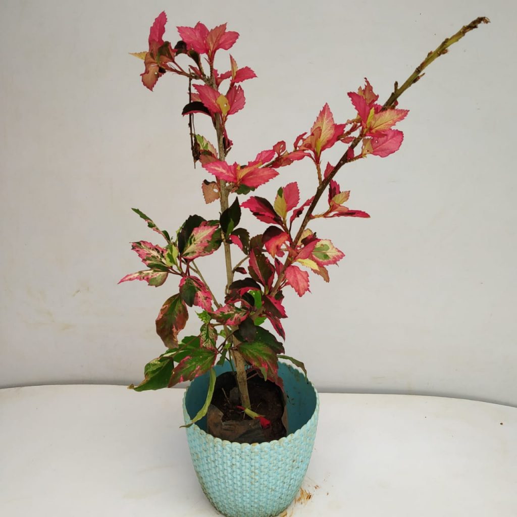 Variegated Hibiscus Red Hot