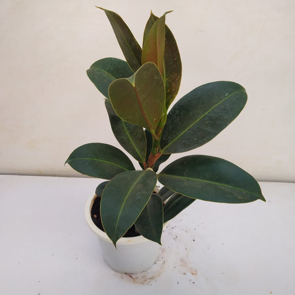 Indian Rubber Tree NurseryBuy