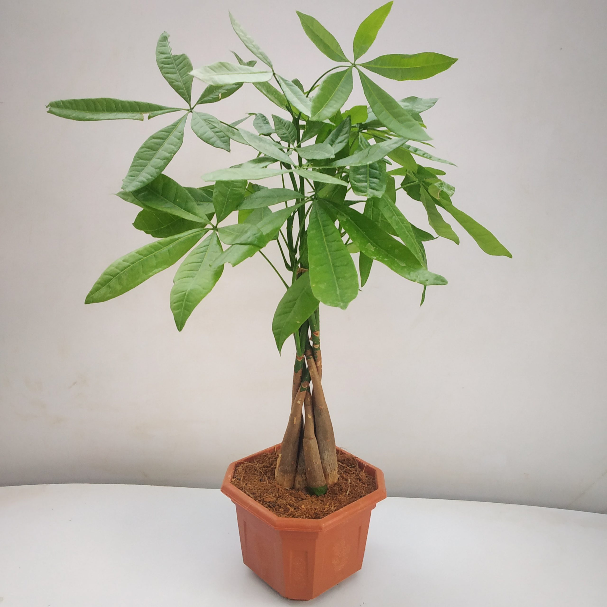 Pachira Aquatica \'Money Tree Bonsai\' - NurseryBuy | Billiger Montag