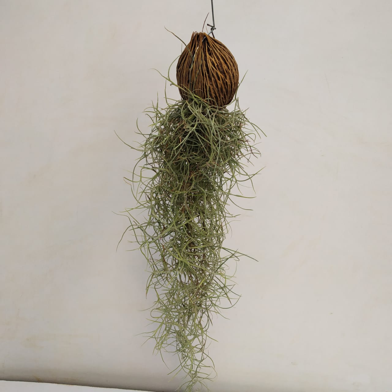 Spanish moss with Coconut Shell