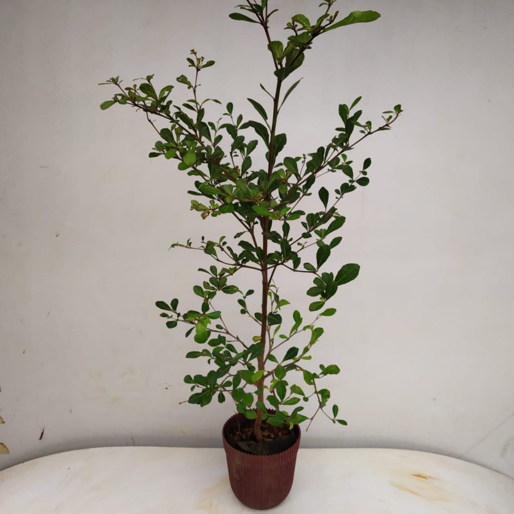 Terminalia Ivorensis ( Black Afara ) - NurseryBuy