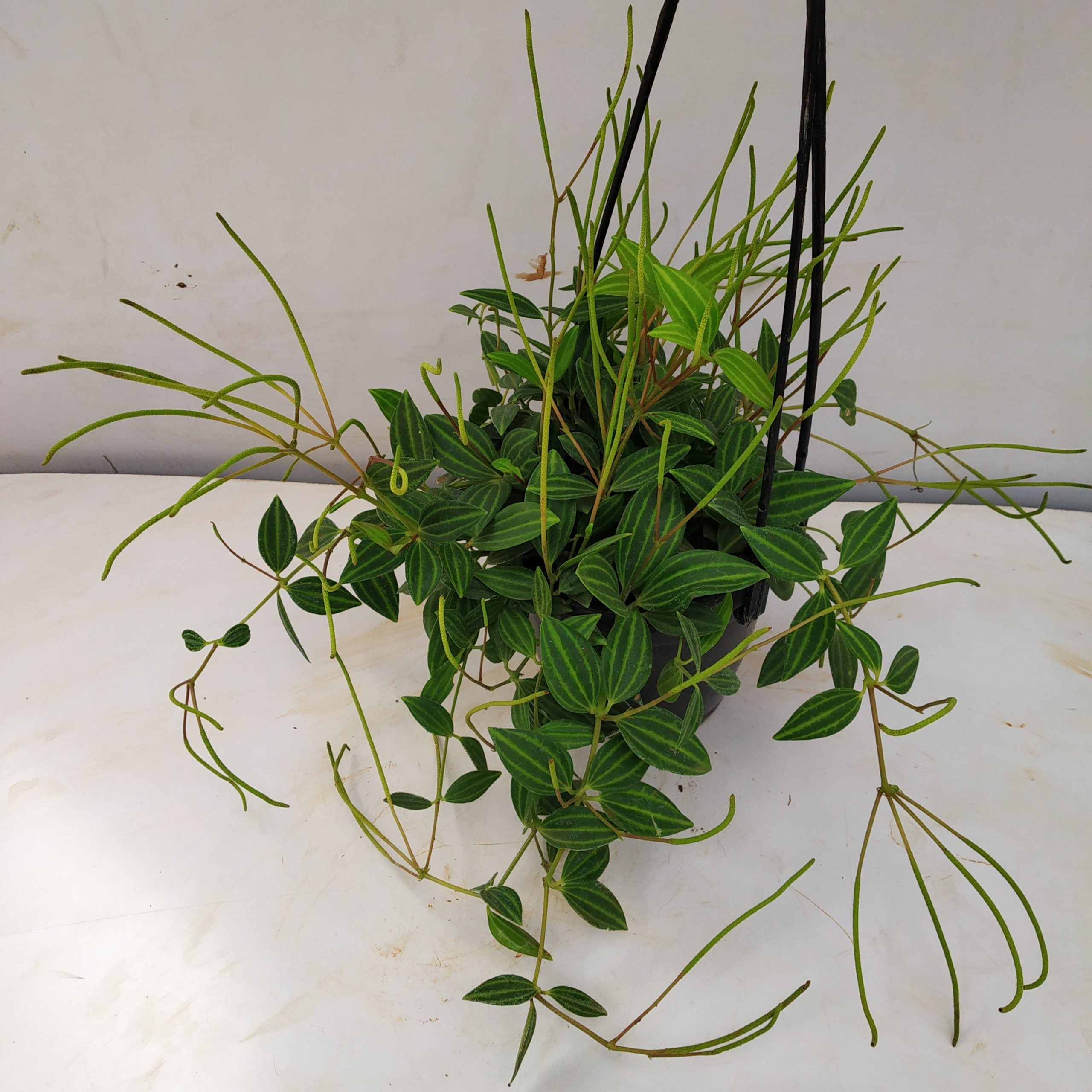 POWERS TO FLOWERS Peperomia Angulata – Pianta Vera Ricadente In Vaso 16 Cm, Con Omaggio A Sorpresa