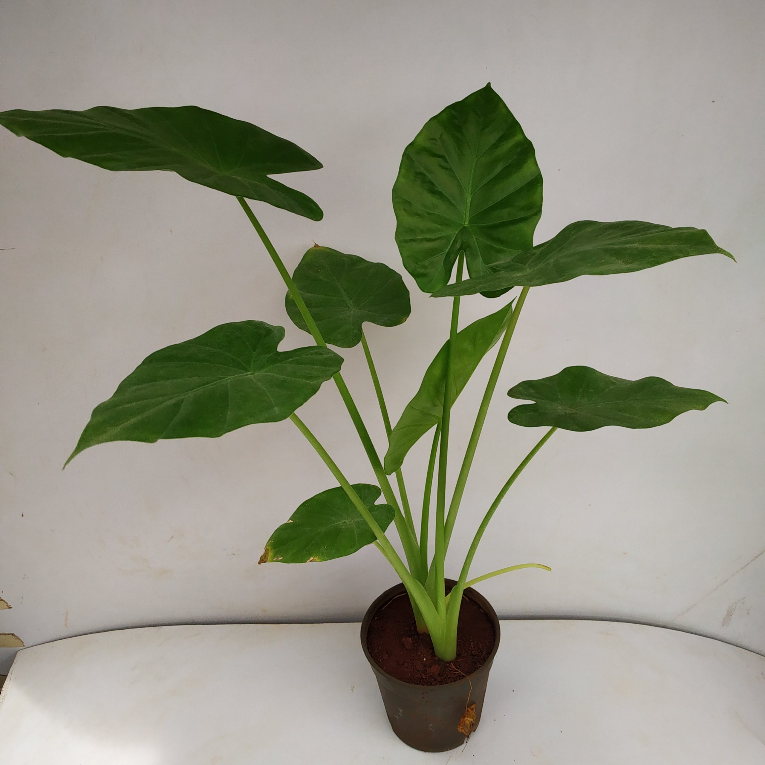 Alocasia Calidora Dwarf - Dwarf Elephant Ear - Nursery Buy