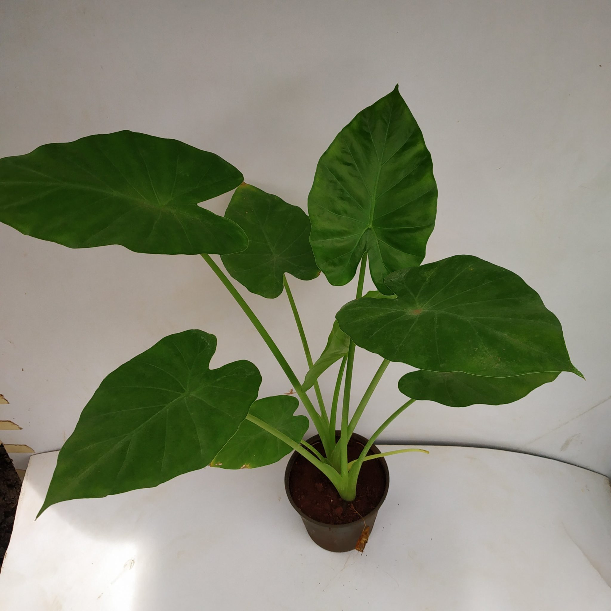 Alocasia Calidora Dwarf Dwarf Elephant Ear NurseryBuy