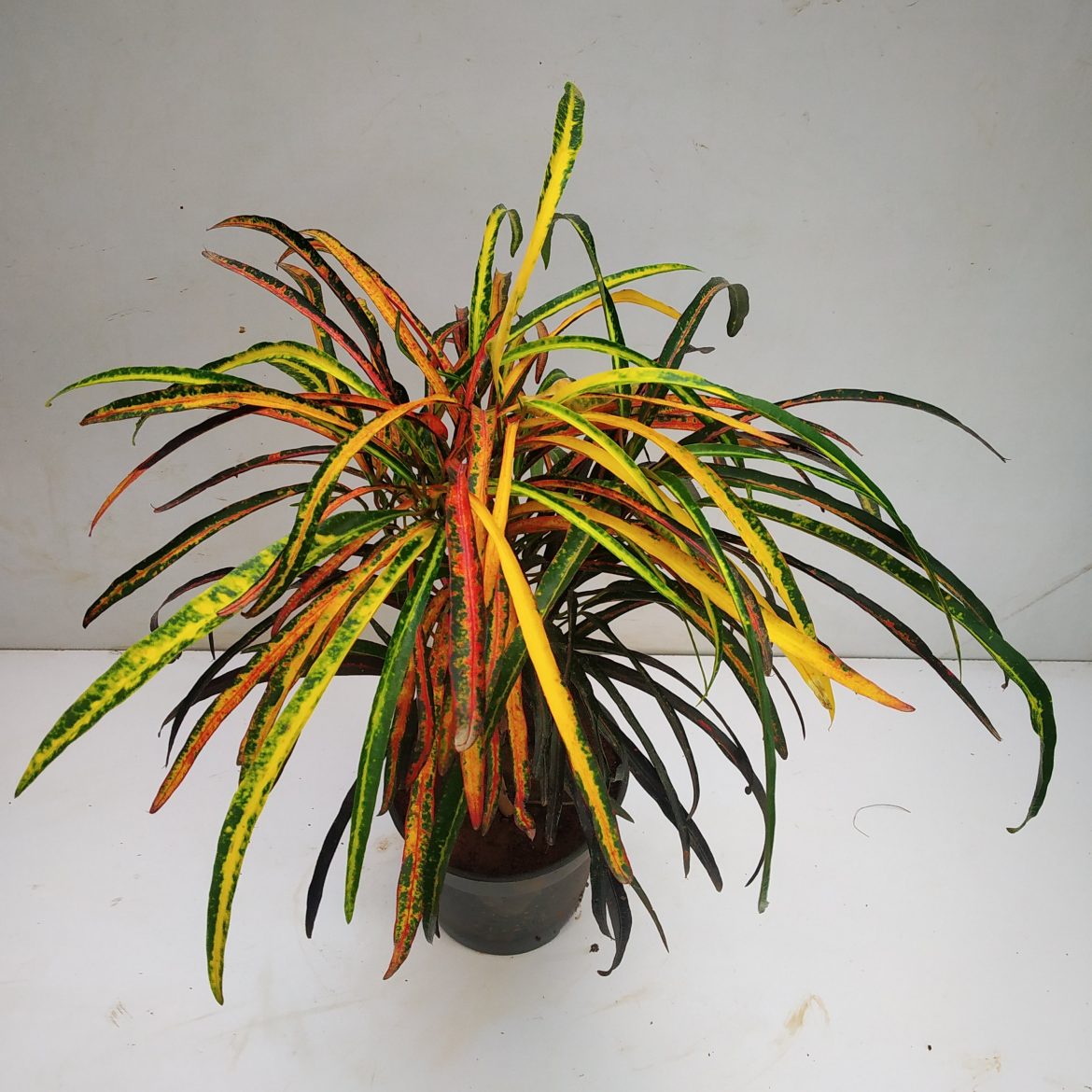 Croton 'Zanzibar' (Codiaeum variegatum) NurseryBuy
