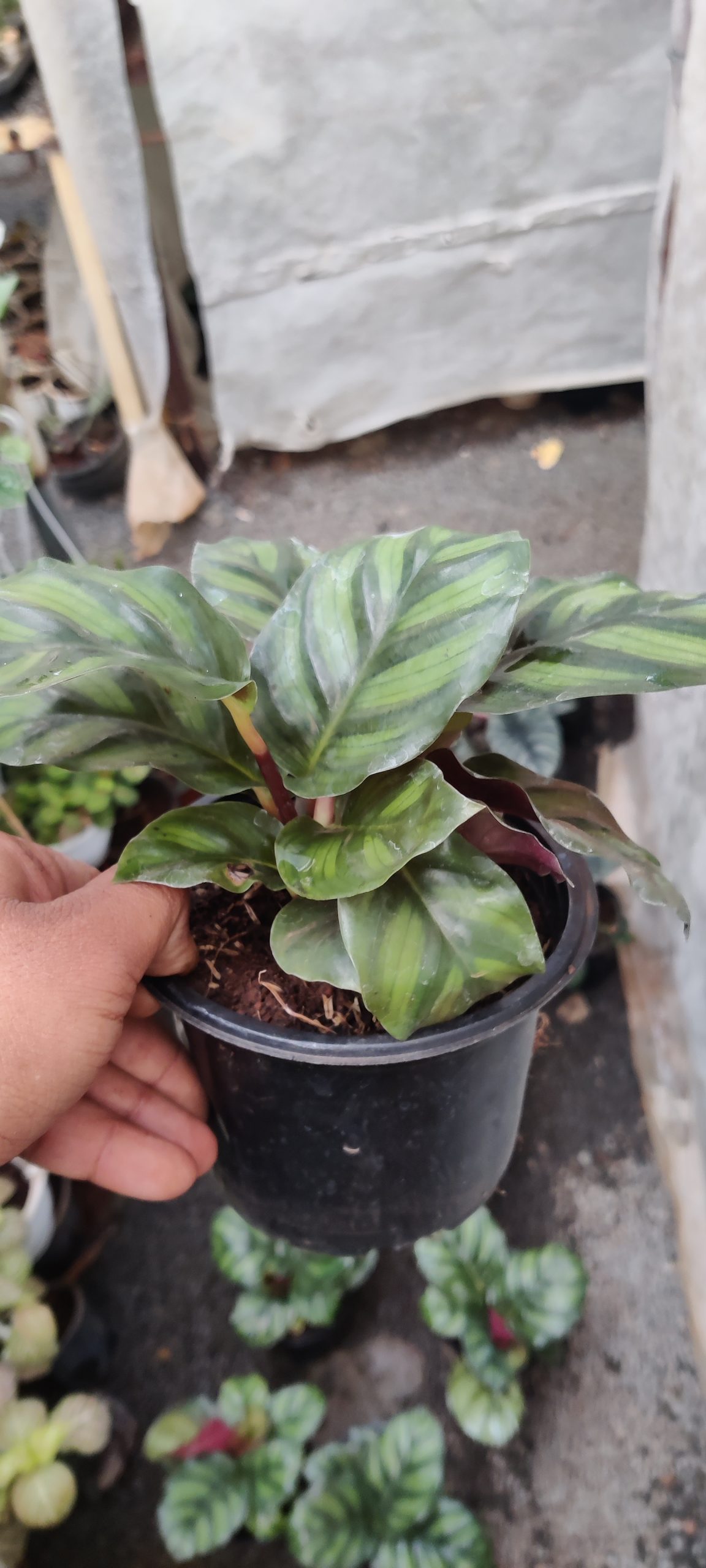 Calathea Fasciata Nurserybuy