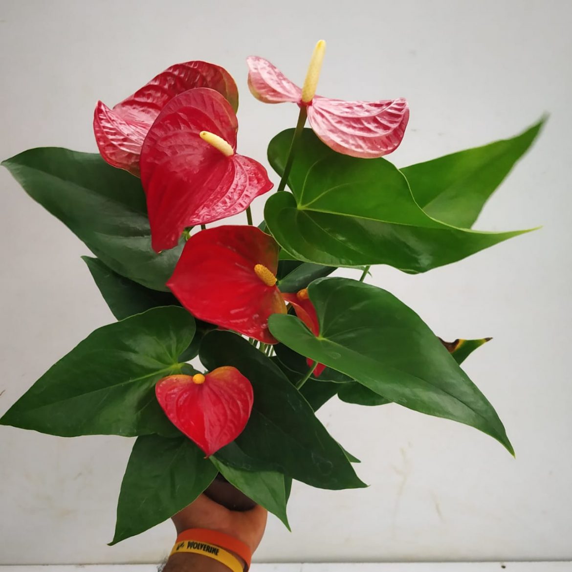 Anthurium 'Red Success' - NurseryBuy