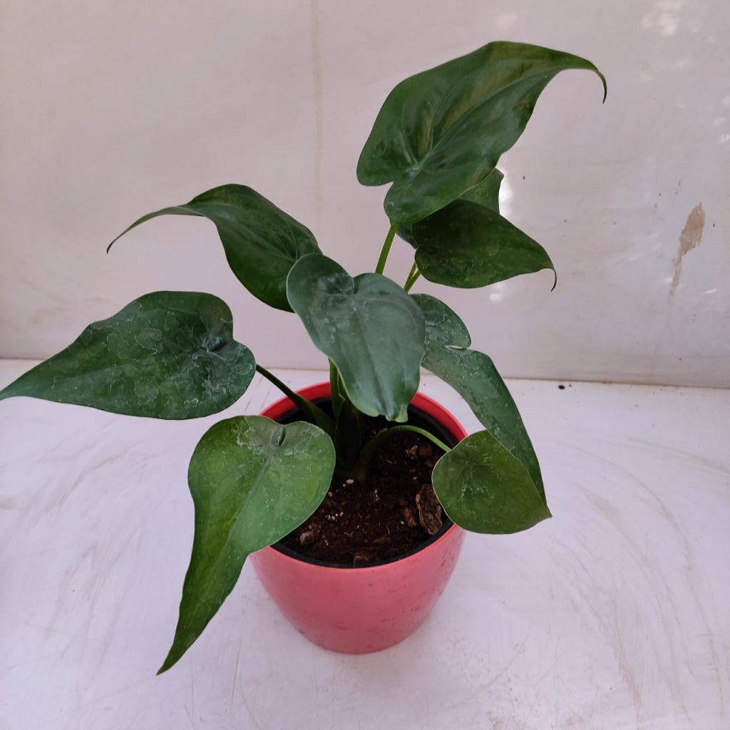 Alocasia Cucullata (Hooded Dwarf Elephant Ear) NurseryBuy